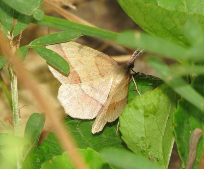 Thin-Lined Erastria