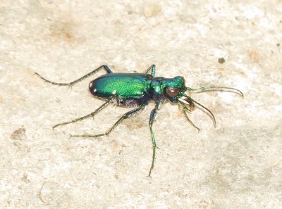 Six-Spotted Tiger Beetle