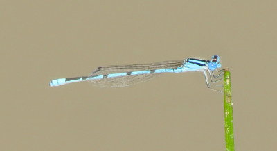 Atlantic Bluet