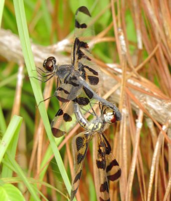 Banded Pennant