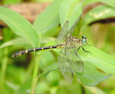 Interior Least Clubtail