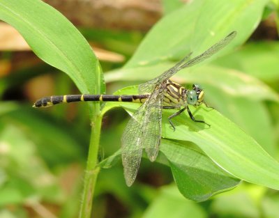 Interior Least Clubtail