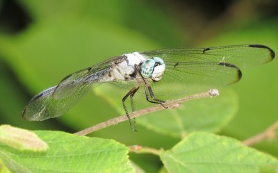 Great Blue Skimmer