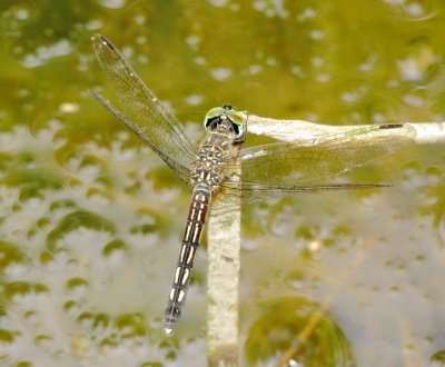 Blue Dasher