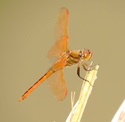 Golden-Winged Skimmer