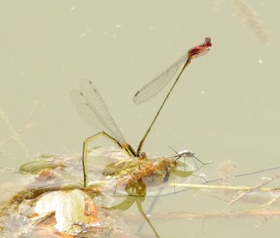 Burgundy Bluet