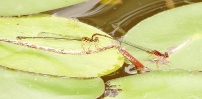 Burgundy Bluet