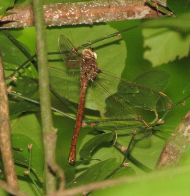 Fawn Darner