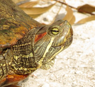 Red-Eared Slider