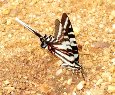 Zebra Swallowtail