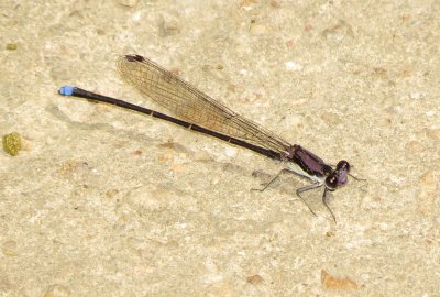Blue-Tipped Dancer