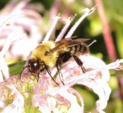 Brown-Belted Bumble Bee