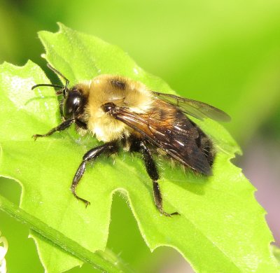 Brown-Belted Bumble Bee