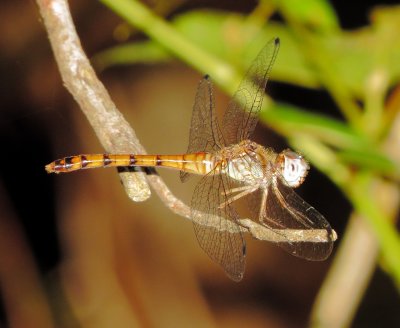 Blue-Faced Meadowhawk