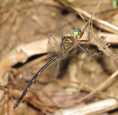 Mocha Emerald