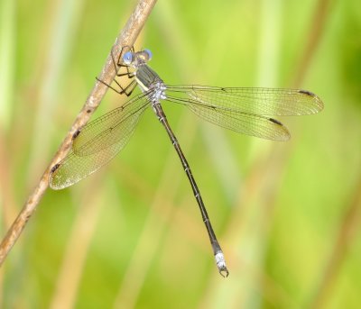Great Spreadwing