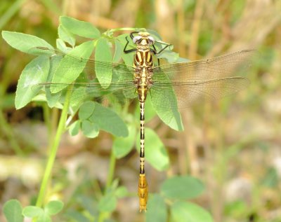 Flag-Tailed Spinyleg