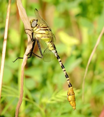 Flag-Tailed Spinyleg