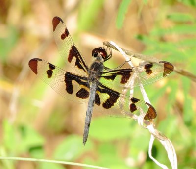 Banded Pennant