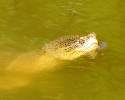 Common Snapping Turtle