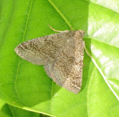 Dusty Lined Matigramma Moth