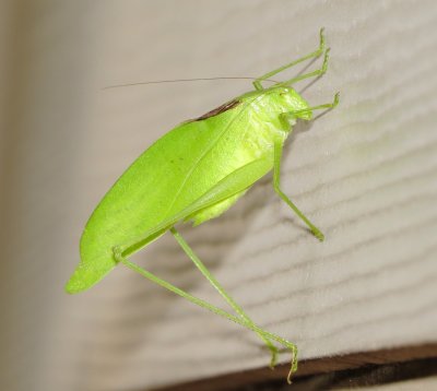 Katydid Species