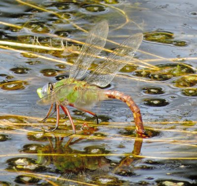 Comet Darner