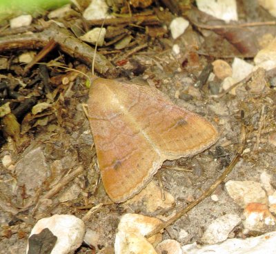 Noctuid Moth Species