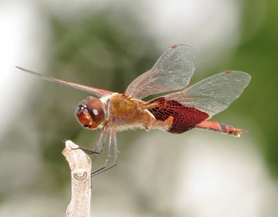 Carolina Saddlebags