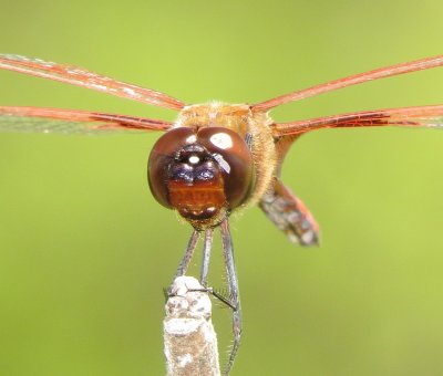 Carolina Saddlebags