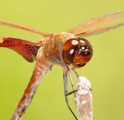 Carolina Saddlebags