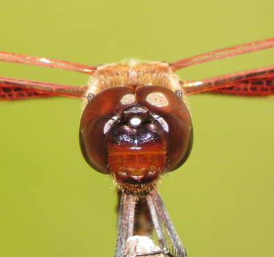 Carolina Saddlebags