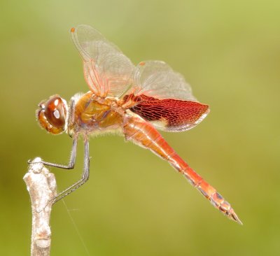 Carolina Saddlebags