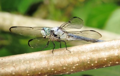 Great Blue Skimmer