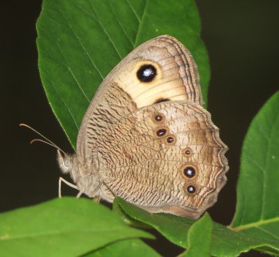 Common Wood-Nymph