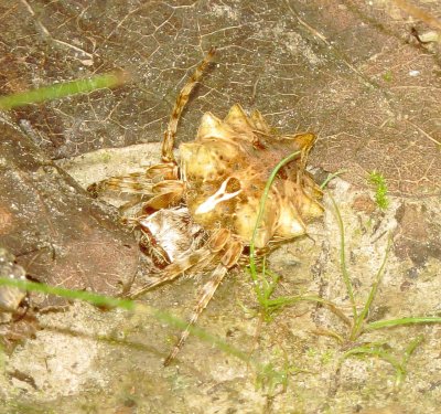 Genus Acanthepeira
