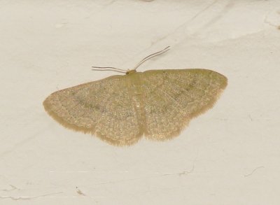 Wave Moth Species