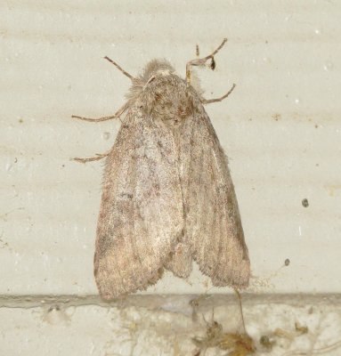 Genus Heterocampa