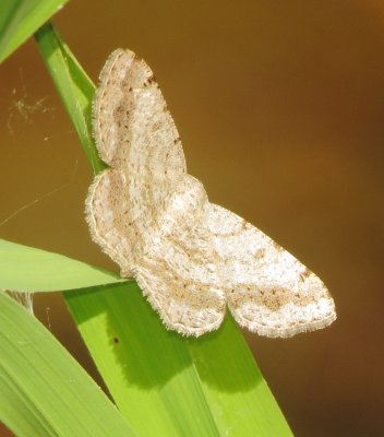 Faint-Spotted Angle Moth