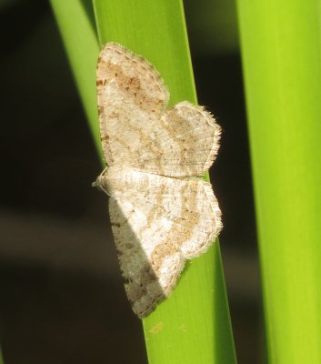 Faint-Spotted Angle Moth