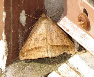 Texas Mocis Moth