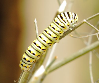 Black Swallowtail Caterpillar