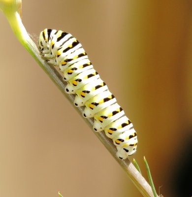 Black Swallowtail Caterpillar
