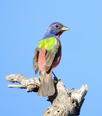 Painted Bunting