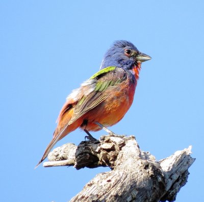 Painted Bunting