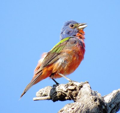 Painted Bunting