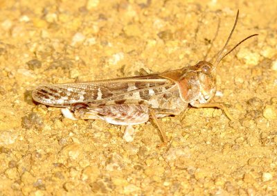 Sassure's Grasshopper