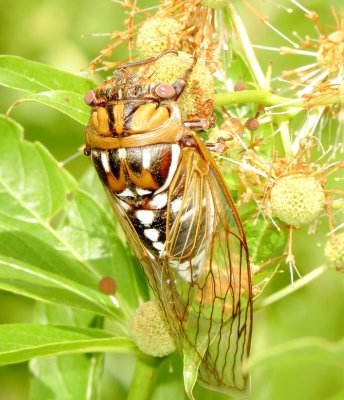 Genus Megatibicen