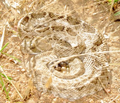 Western Diamondback Rattlesnake