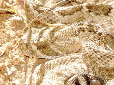 Western Diamondback Ratlesnake